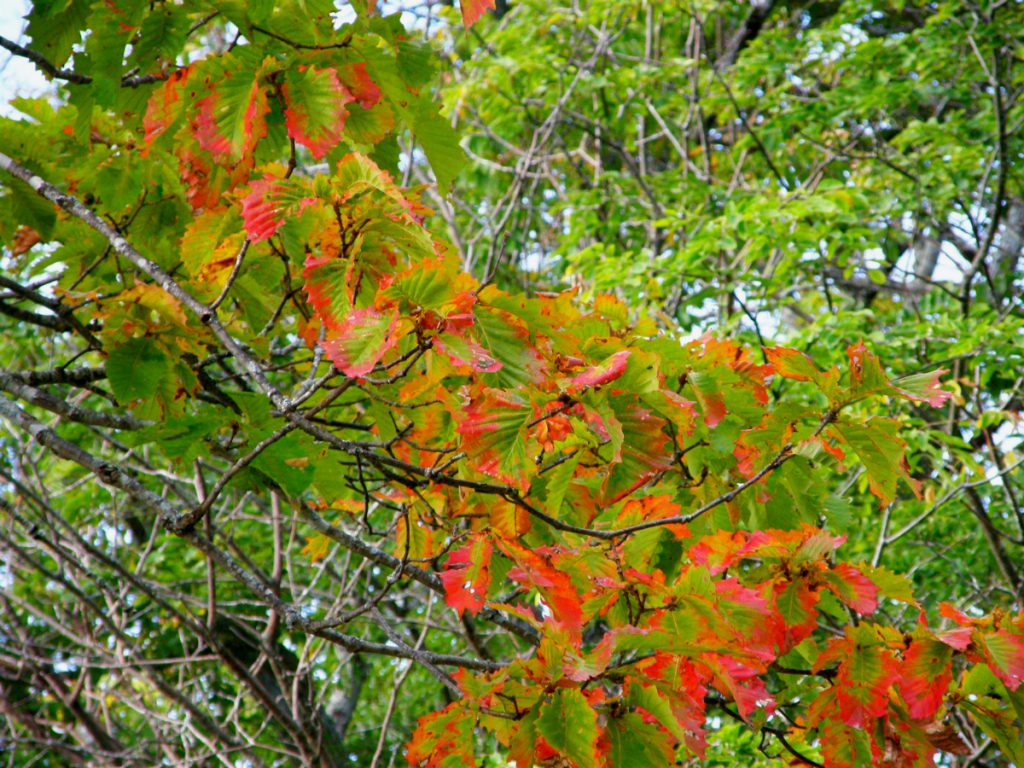 紅葉