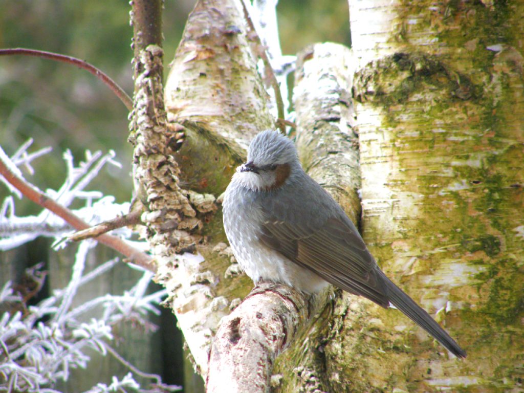 野鳥たち。森からのお客様