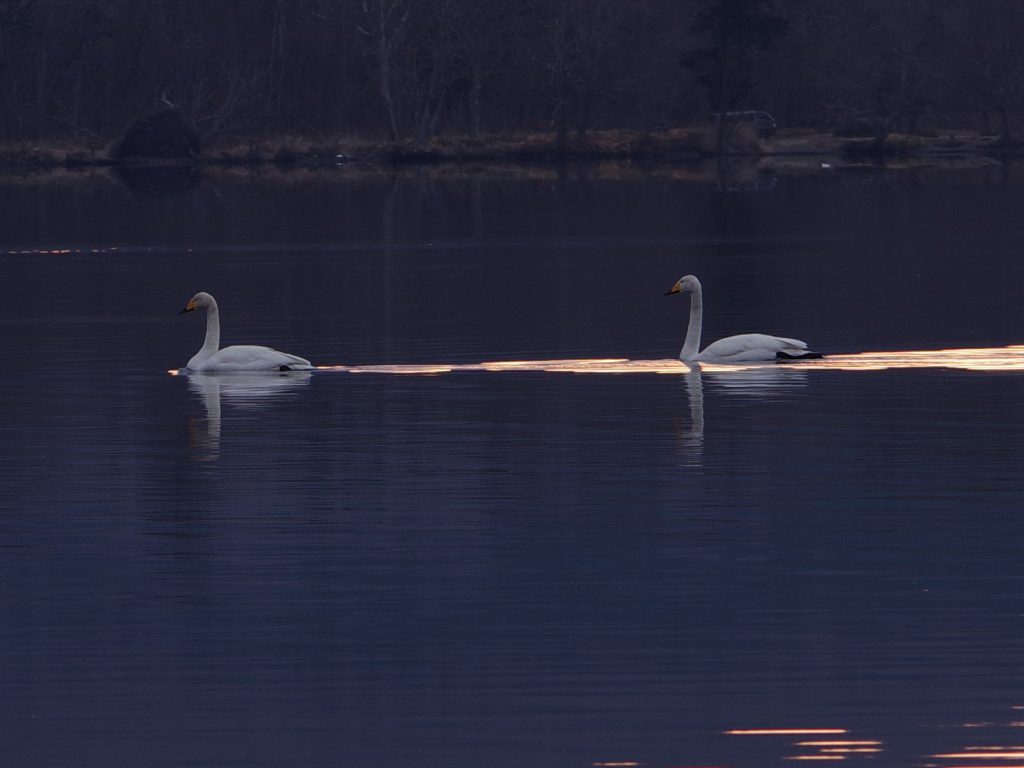 白鳥の湖